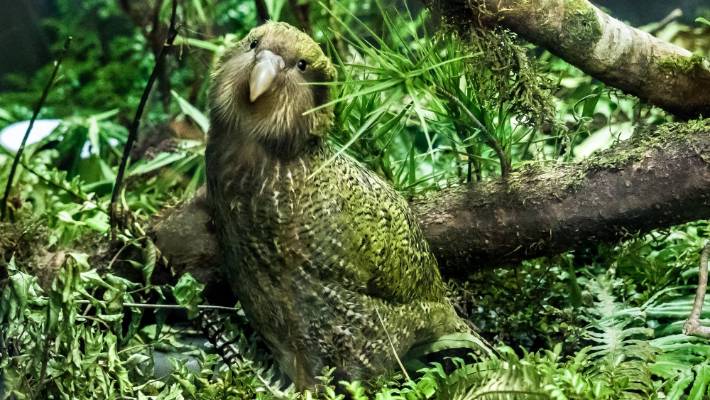 A Kakapo Bird
